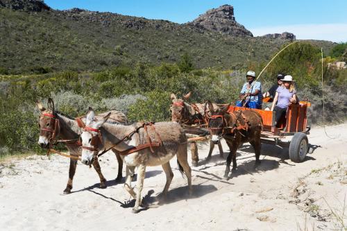 donkey-carts-heuningvlei-cederberg-2