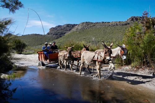donkey-carts-wupperthal-3